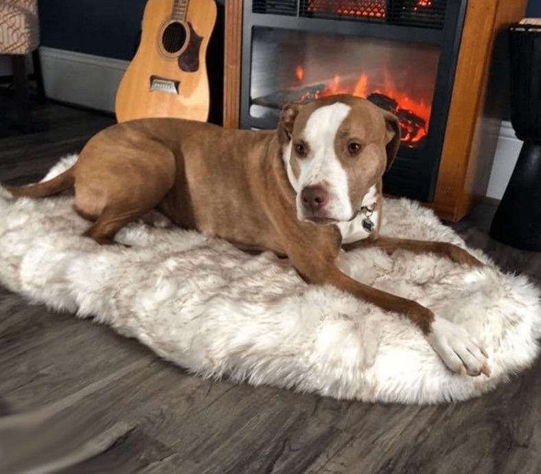 Fyloro - Hundebett