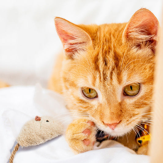 Fyloro - Spielzeugmaus