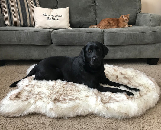 Fyloro - Hundebett